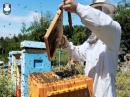 OBAVJEŠTENJE ZA PČELARE